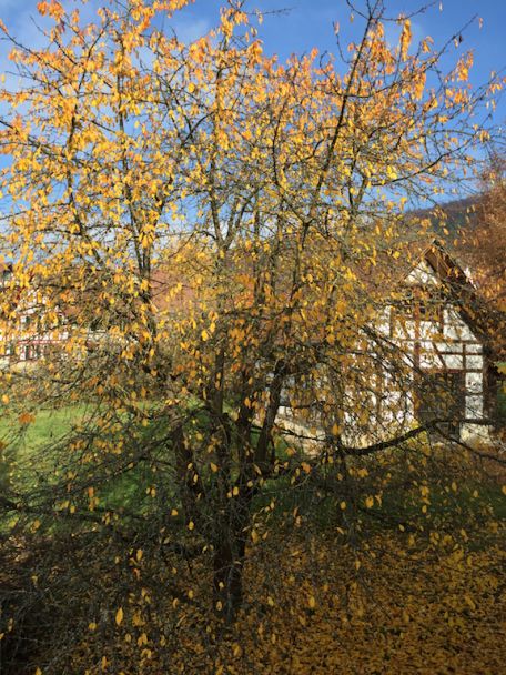 Hof Girsperger